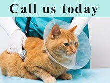 Veterinarian - Amarillo, TX - Johnson Animal Hospital