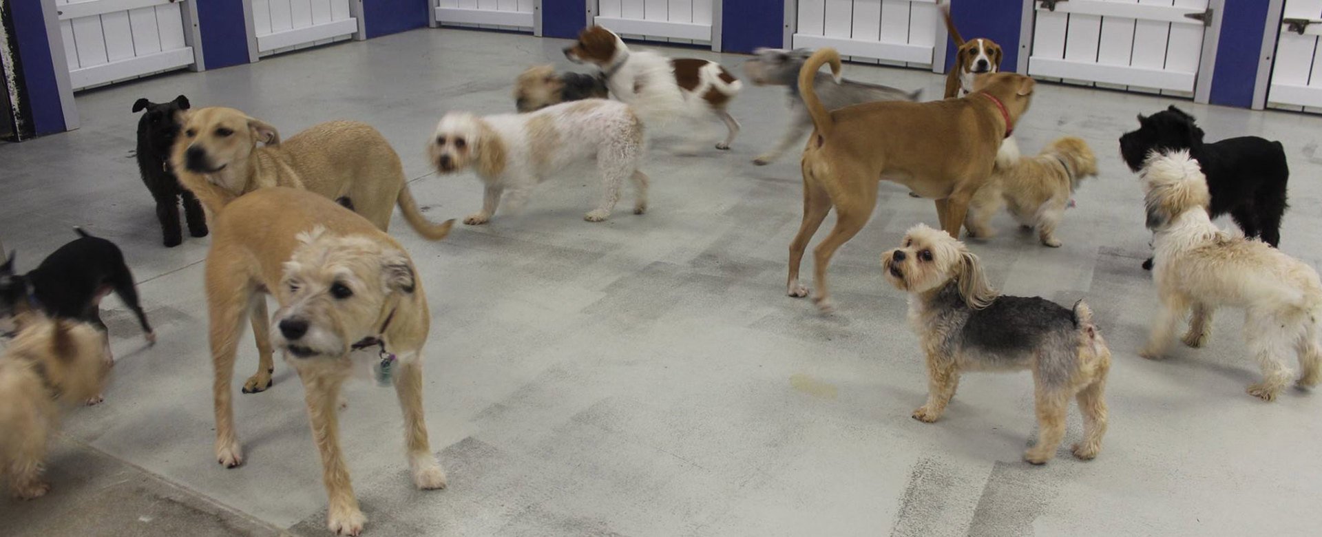 Four Paws Dog Retreat Dog Day Care Pineville, NC