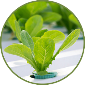 Roseburg Hydroponics Gardening Center Roseburg Or