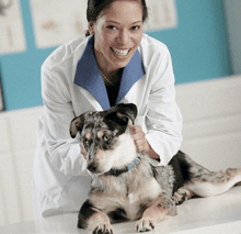 animal clinic - Aurora, NE - Aurora Veterinary Clinic - animal clinic