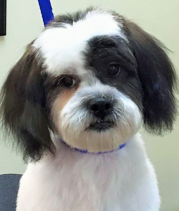 Aunt B's Pet Grooming Orlando, FL