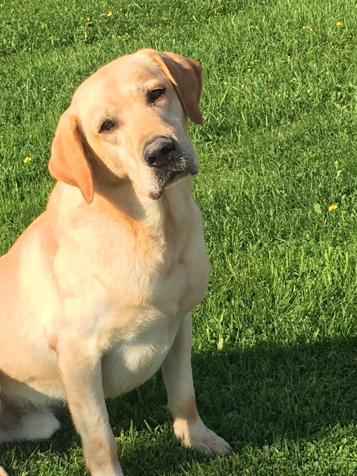 Donnybrook Kennel And Inn Photo Gallery Cedar Grove, WI