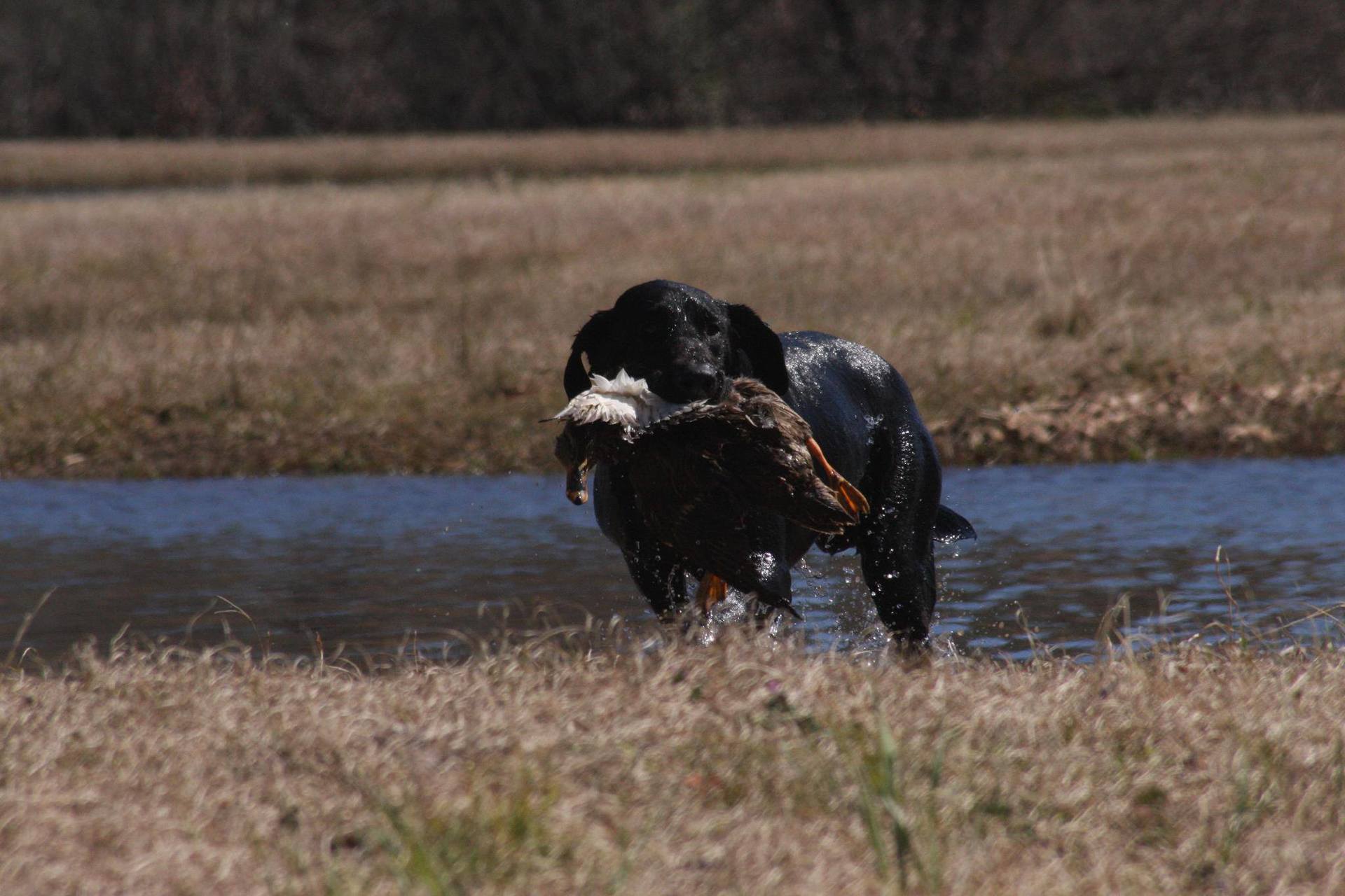 Donnybrook Kennel And Inn Photo Gallery Cedar Grove, WI