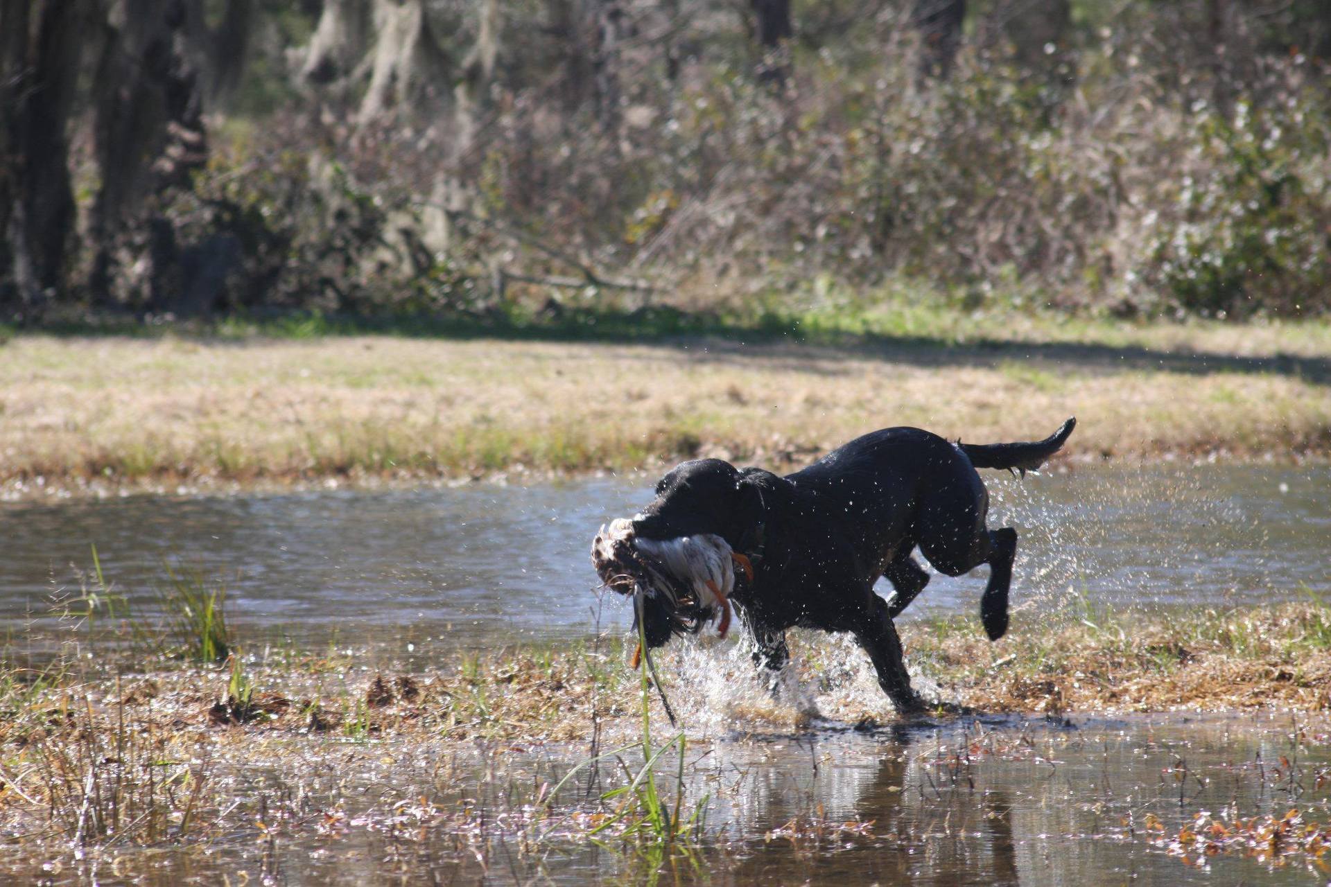 Donnybrook Kennel And Inn Photo Gallery Cedar Grove, WI