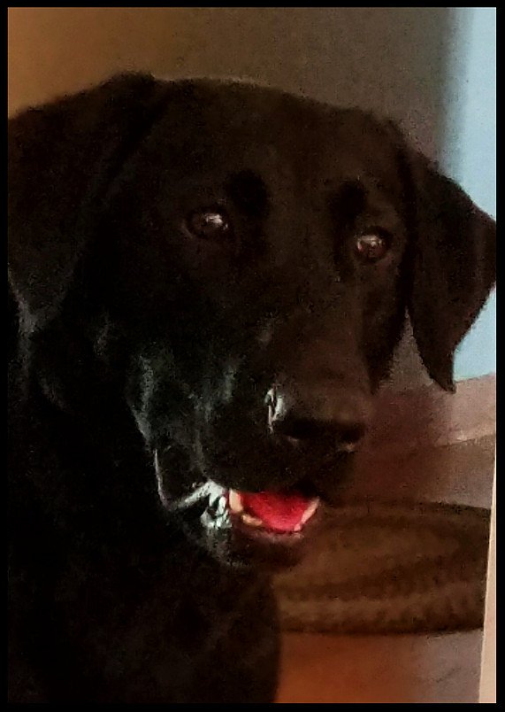 Donnybrook Kennel And Inn Photo Gallery Cedar Grove, WI