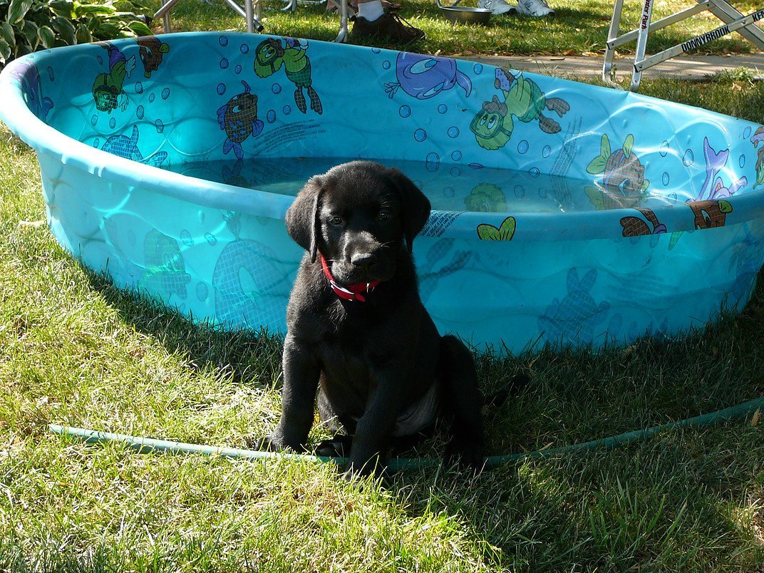 Donnybrook Kennel And Inn Photo Gallery Cedar Grove, WI