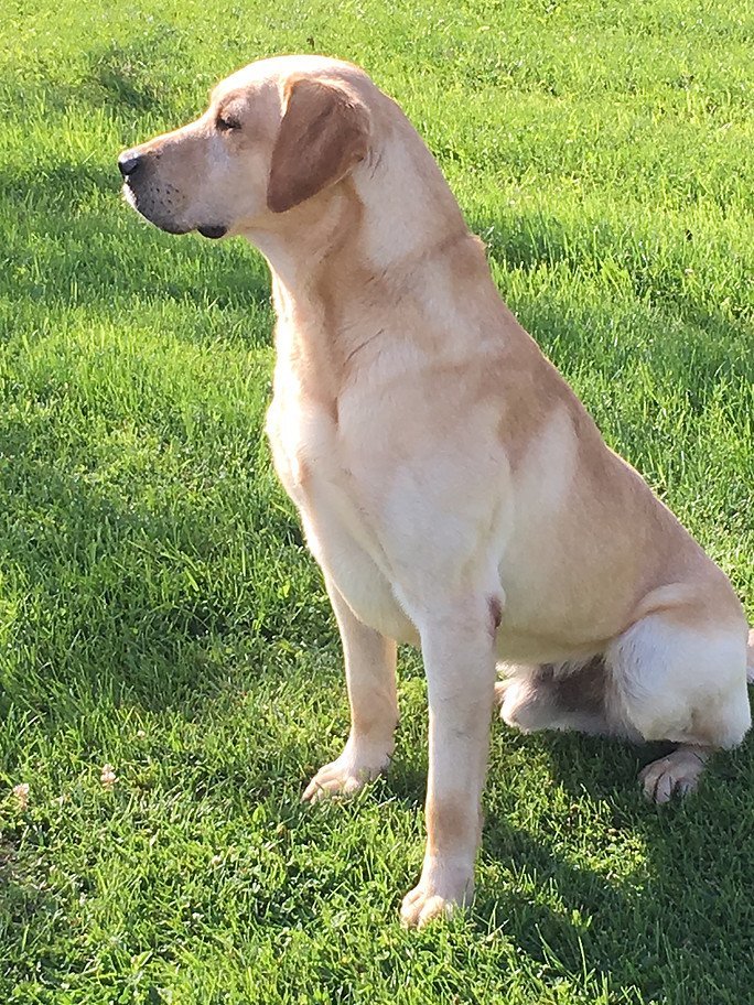 Donnybrook Kennel And Inn Photo Gallery Cedar Grove, WI