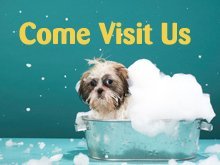 Pet Boarding - Green Springs, OH - Big Woods Boarding Kennels, LLC