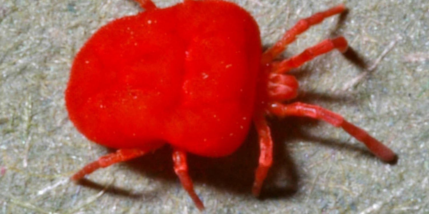 Danns Termite & Pest Control Inc. Identify Pests McMinnville