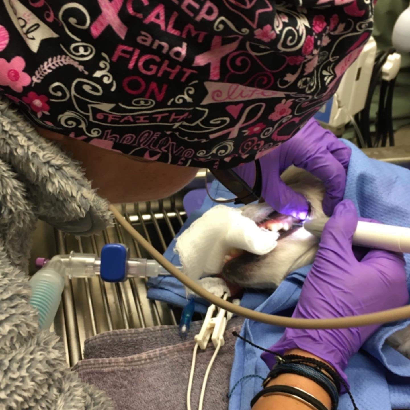 Dental Care Veterinarian Kenosha, WI