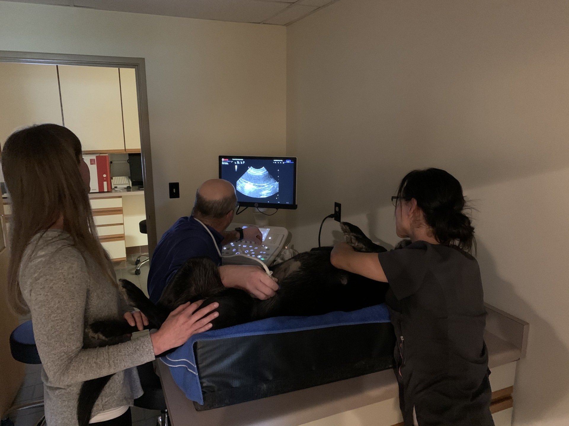 Pleasant Prairie Animal Hospital Veterinarian Kenosha WI