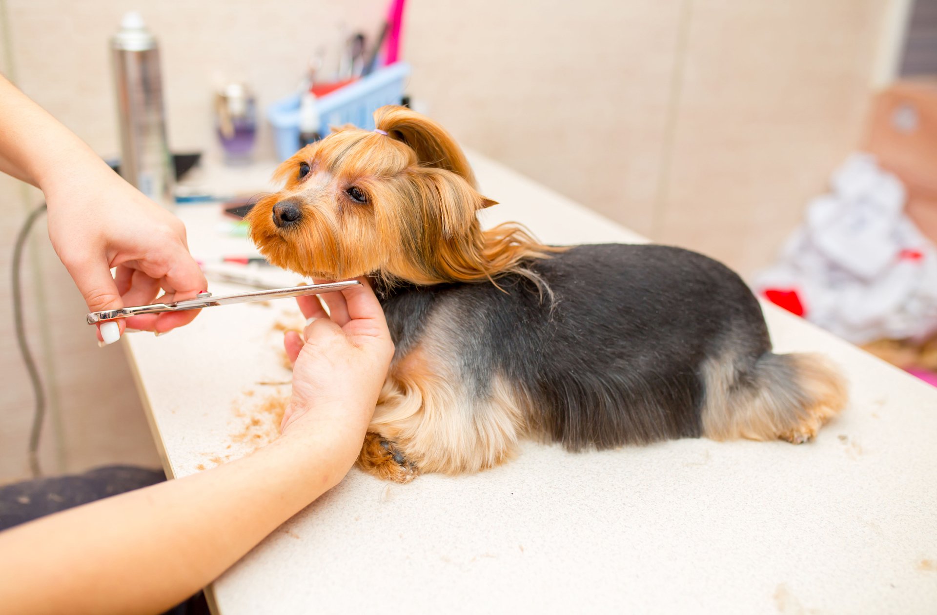 P-Lou's Dog and Cat Grooming