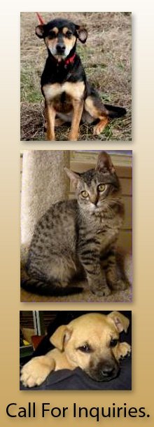 Animal Adoption - West Point, MS - West Point - Clay County Animal Shelter