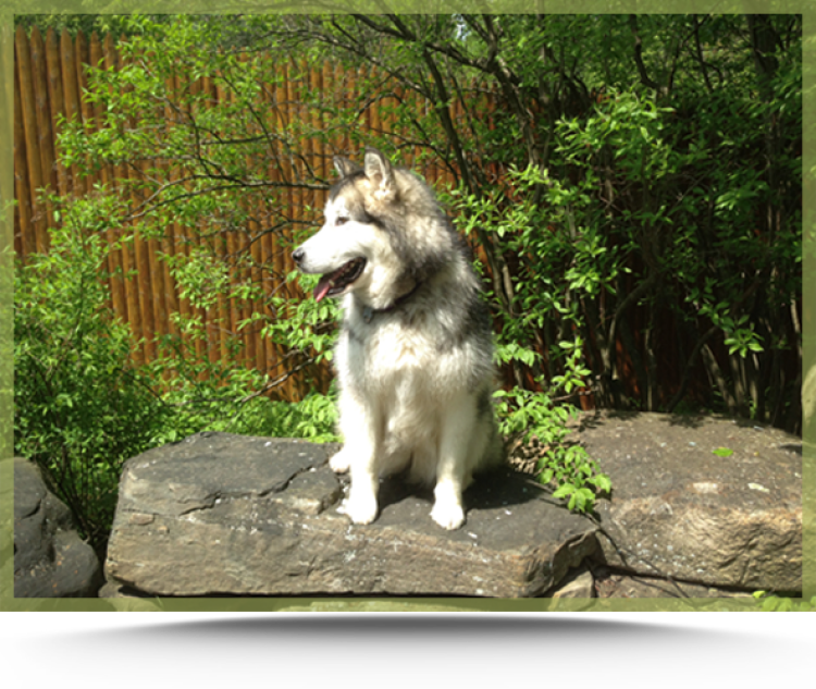 monticello dog boarding