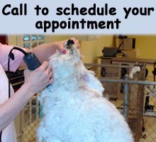 Dog Grooming - Springfield, OR - Precious Pets Grooming - Dog Grooming - Call to schedule your appointment