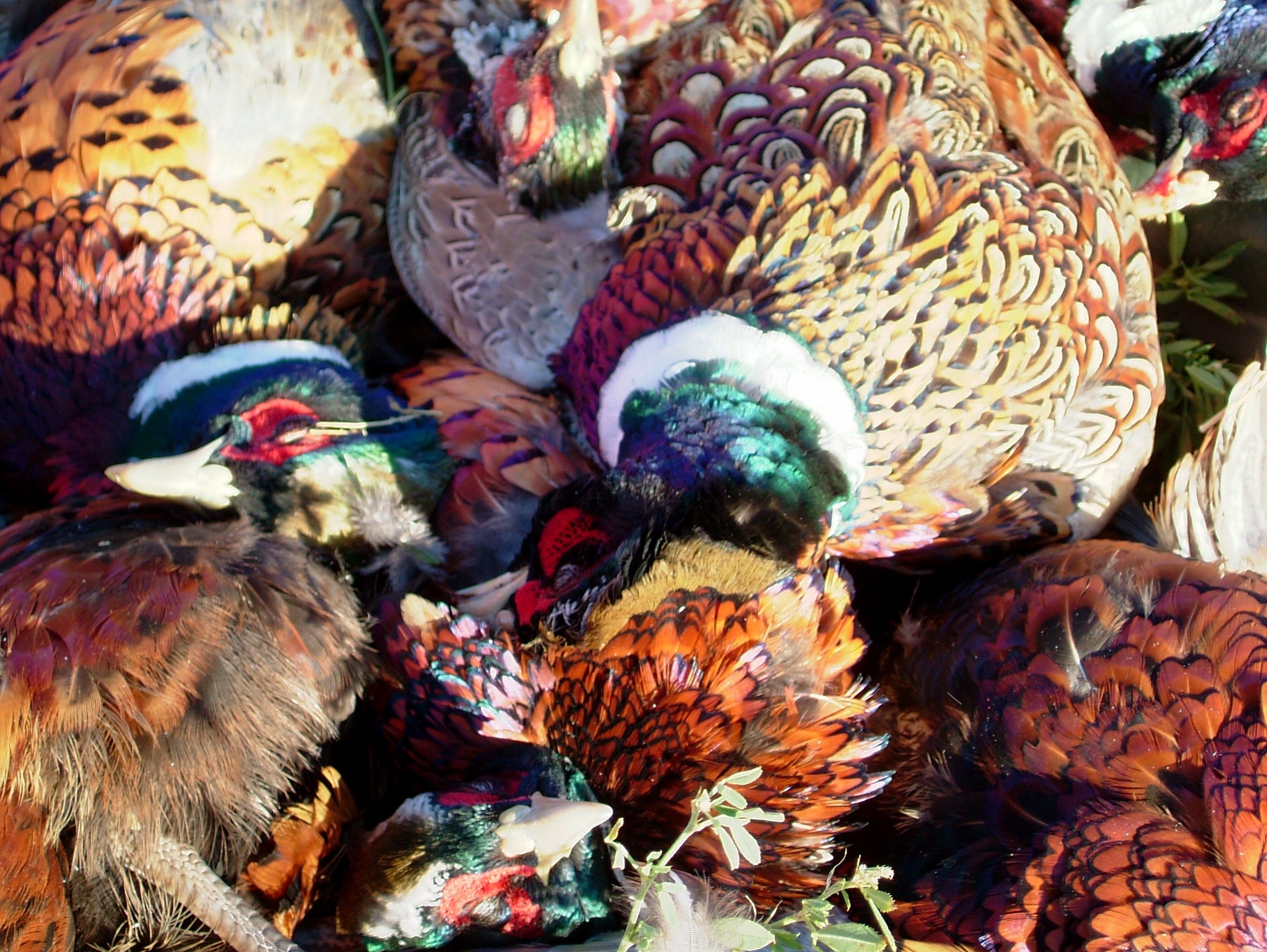 South Dakota Pheasant Hunt Photo Gallery Mitchell, SD