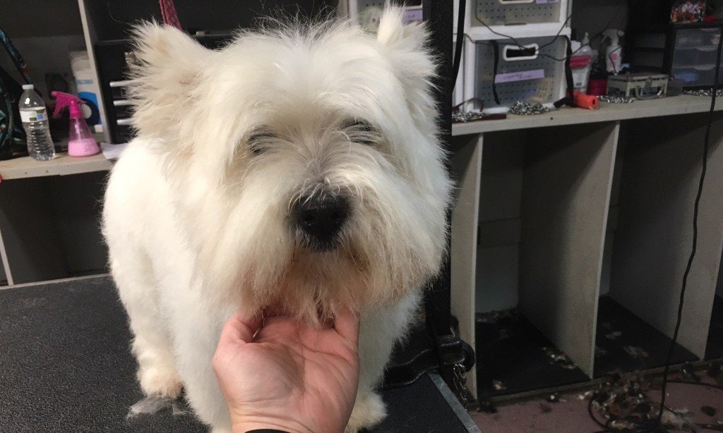 Red Dog Inn and Resort Information Mansfield, MA