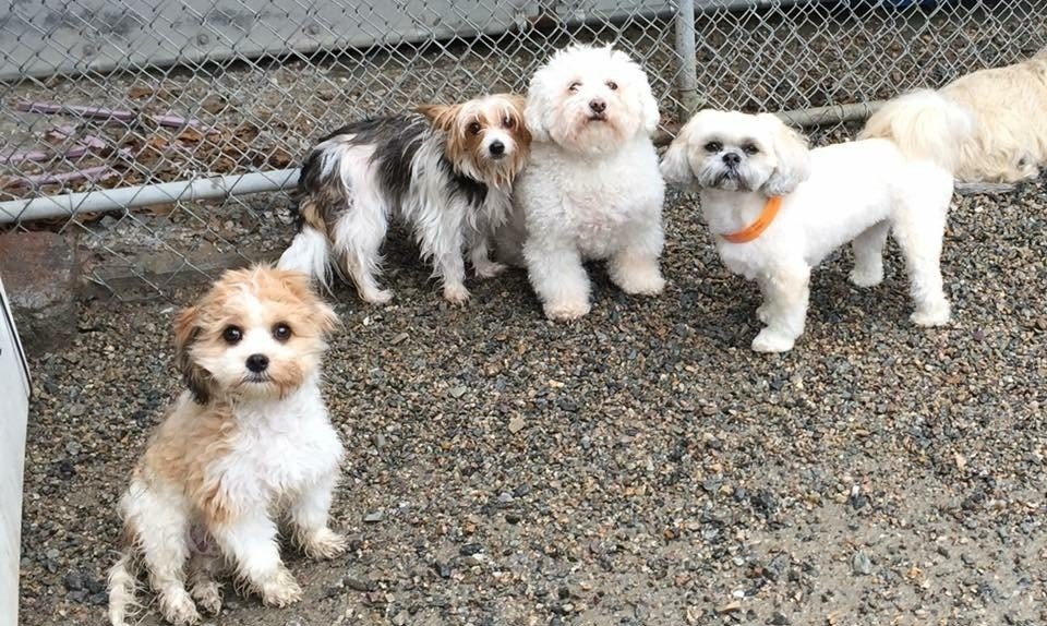 Red Dog Inn and Resort Information Mansfield, MA