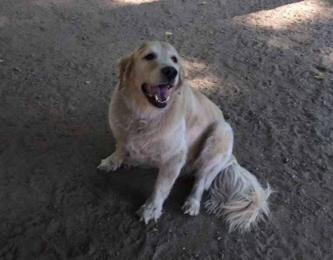 Red Dog Inn and Resort Dog Daycare Mansfield, MA