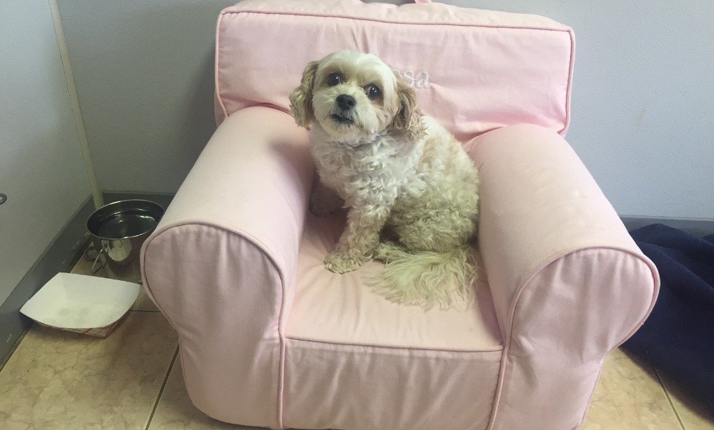 Red Dog Inn and Resort Pet Boarding Rates Mansfield, MA