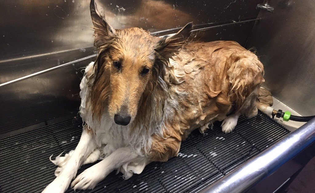 Red Dog Inn and Resort Information Mansfield, MA