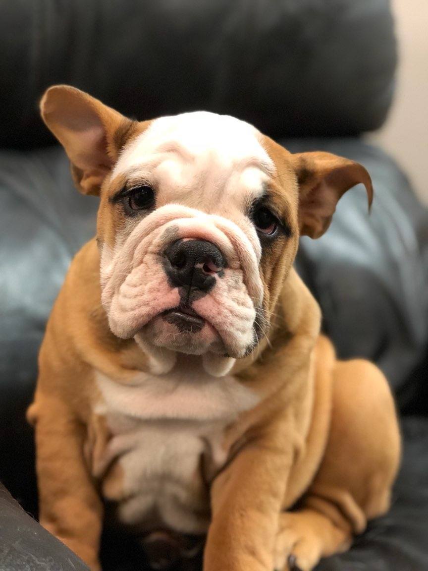 Red Dog Inn and Resort Dog Daycare Mansfield, MA