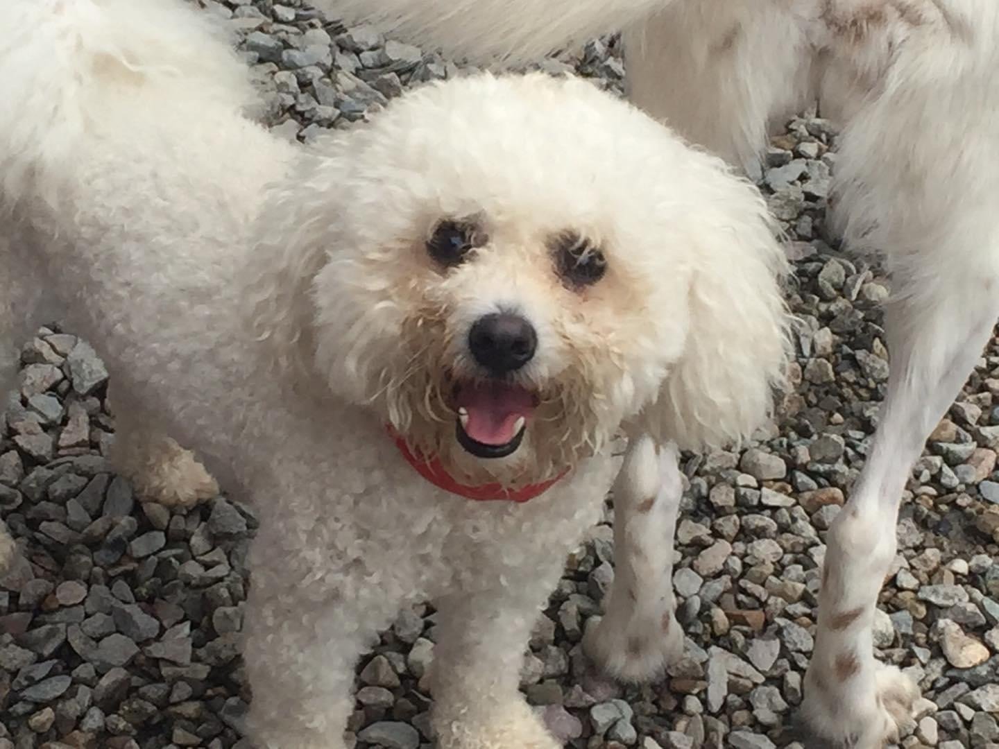 Red Dog Inn and Resort Dog Daycare Mansfield, MA