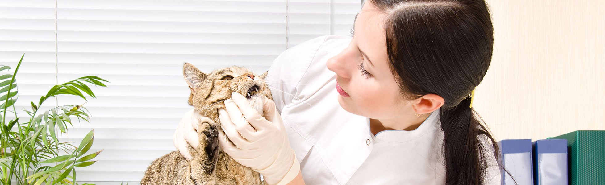 The Visiting Vet Veterinary Services Kalamazoo, MI