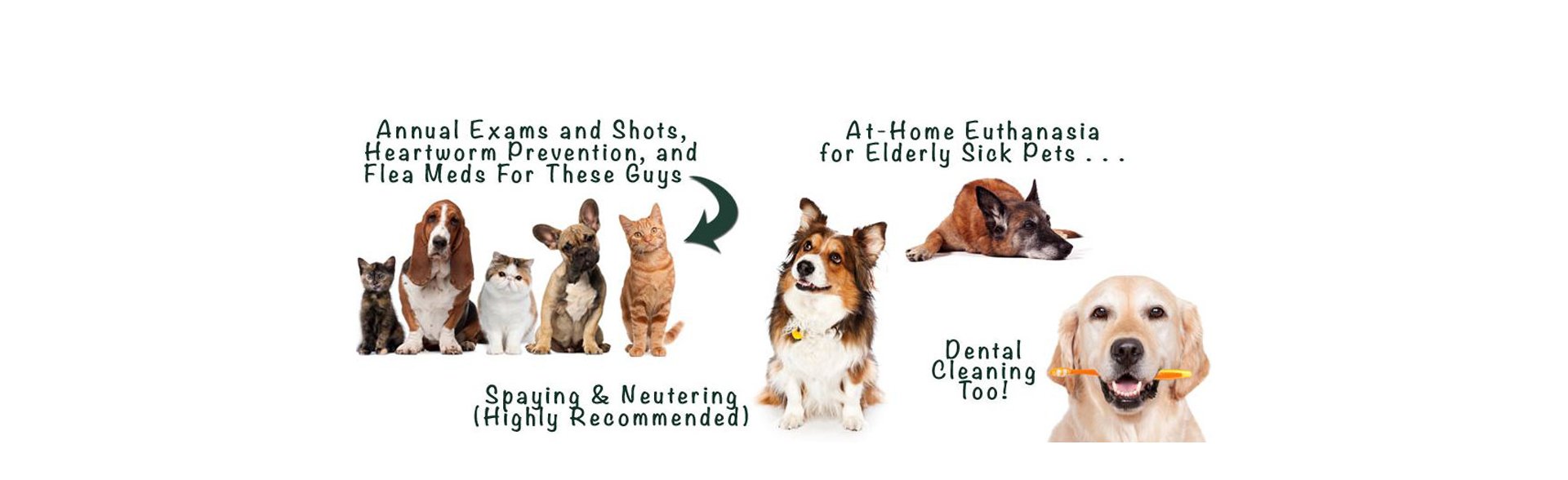 The Visiting Vet Veterinary Services Kalamazoo, MI