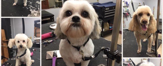 professional dog grooming