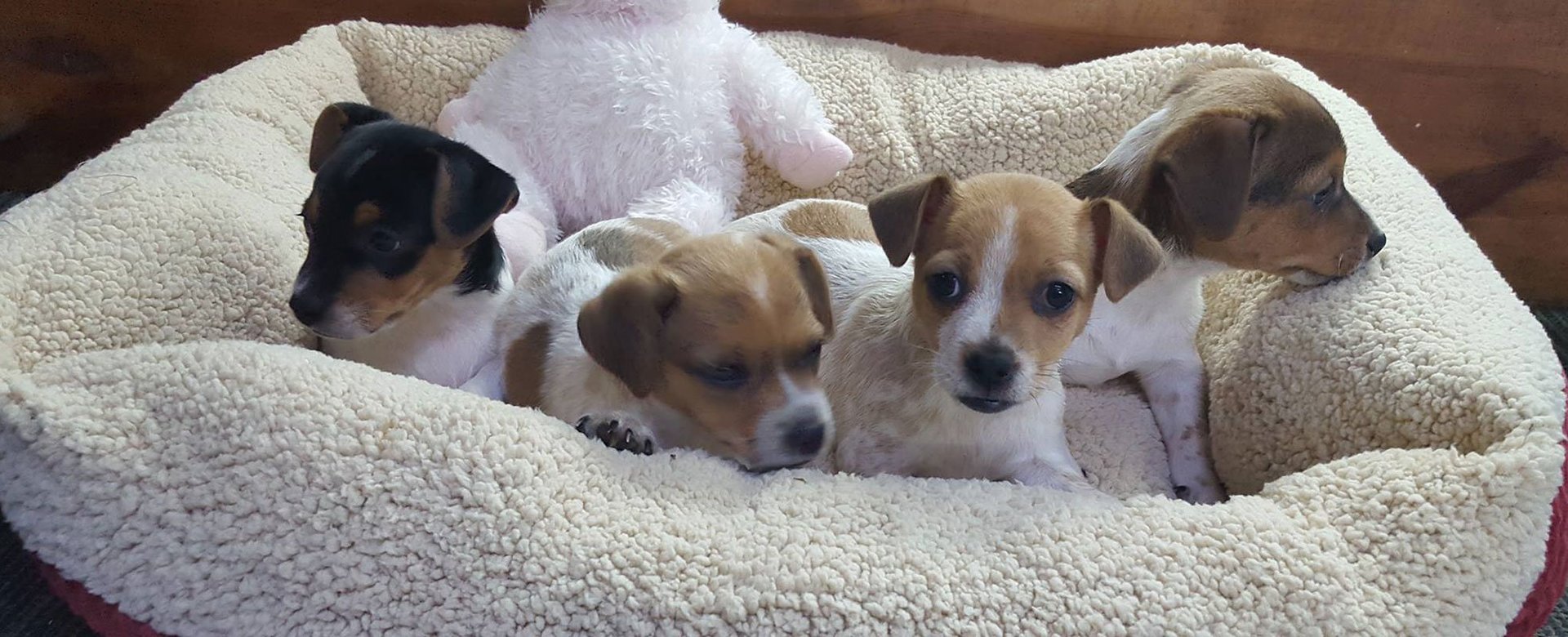 Pet Station Jackson Freshwater Fish Jackson, MI