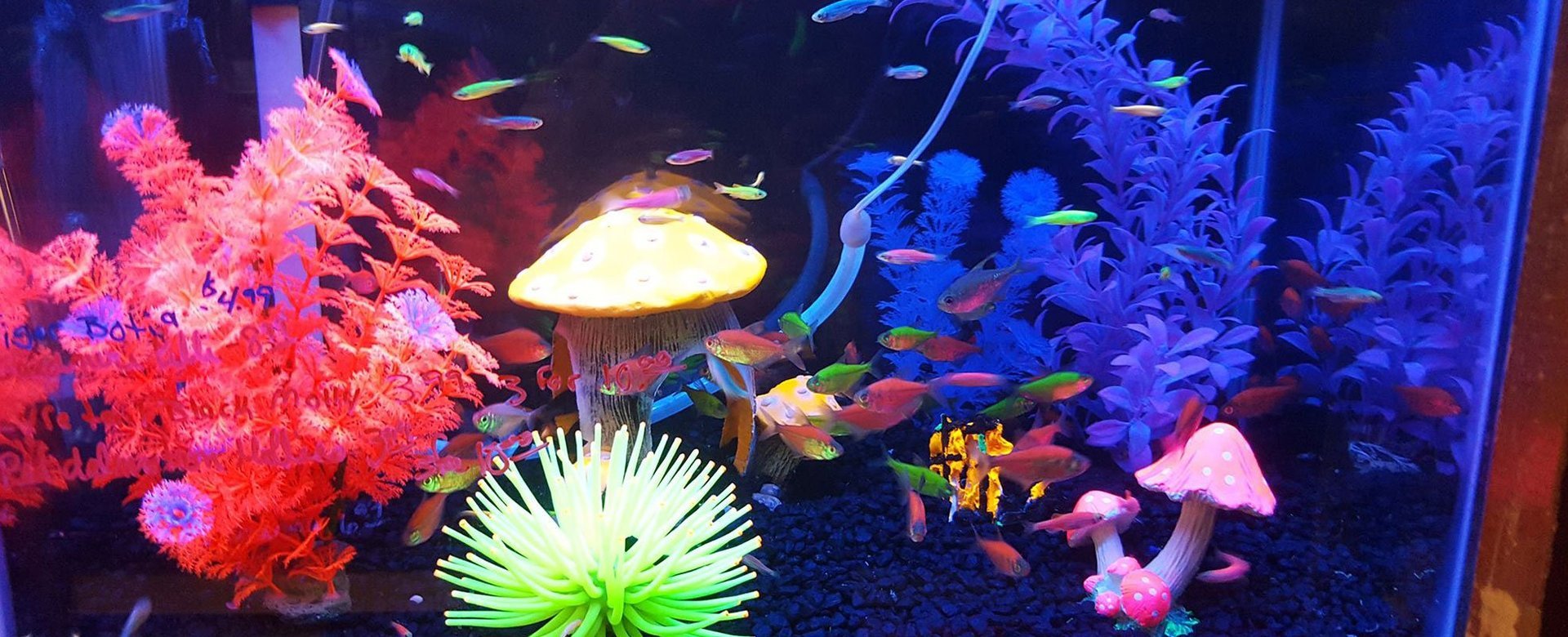 Pet Station Jackson Freshwater Fish Jackson, MI