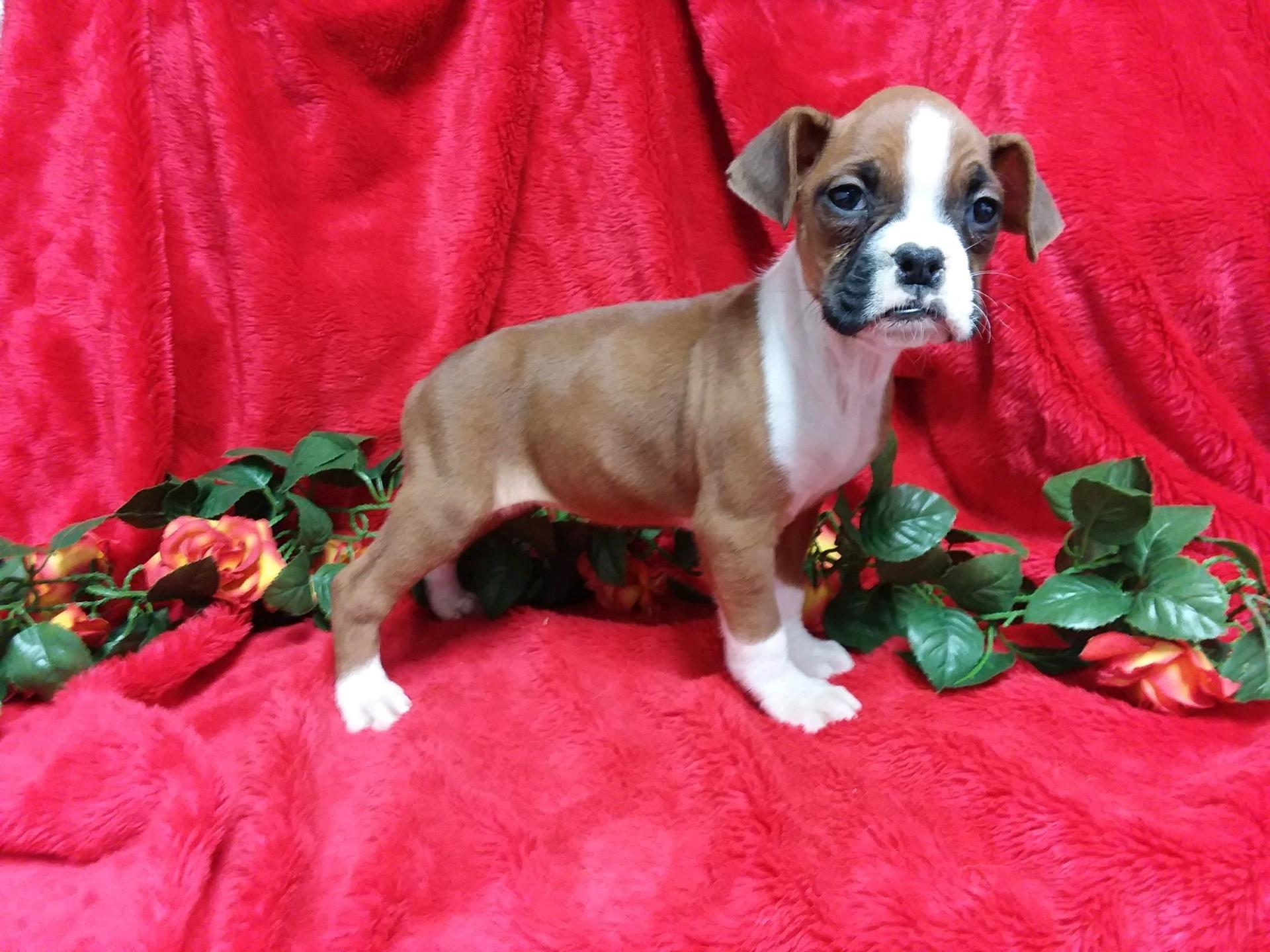 Lil Rascals Pet Store Fort Myers, FL