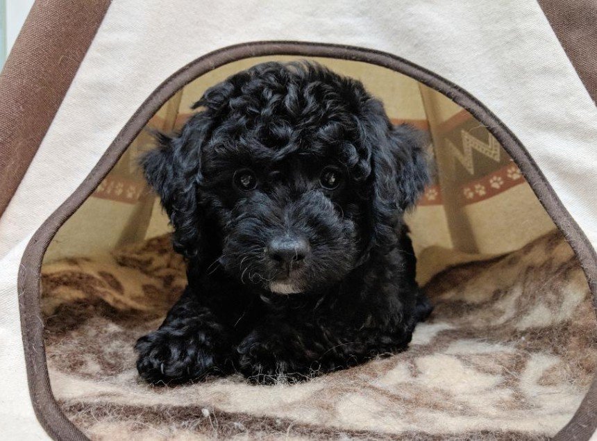 Lil Rascals Pet Store Fort Myers, FL