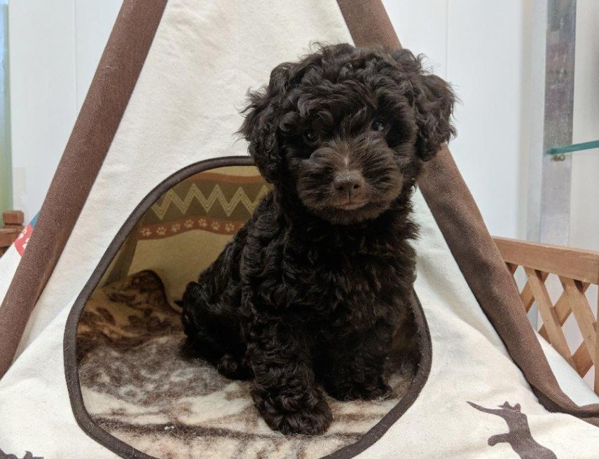 Lil Rascals Pet Store Fort Myers, FL