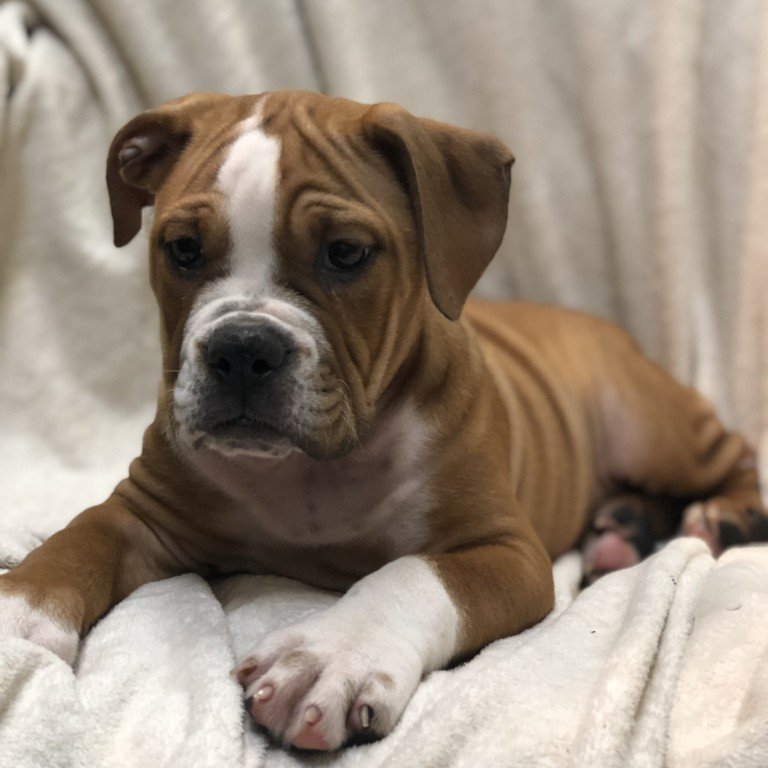 Lil Rascals Pet Store Fort Myers, FL