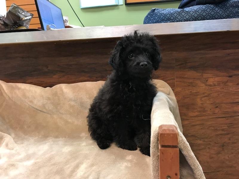 Lil Rascals Pet Store Fort Myers, FL