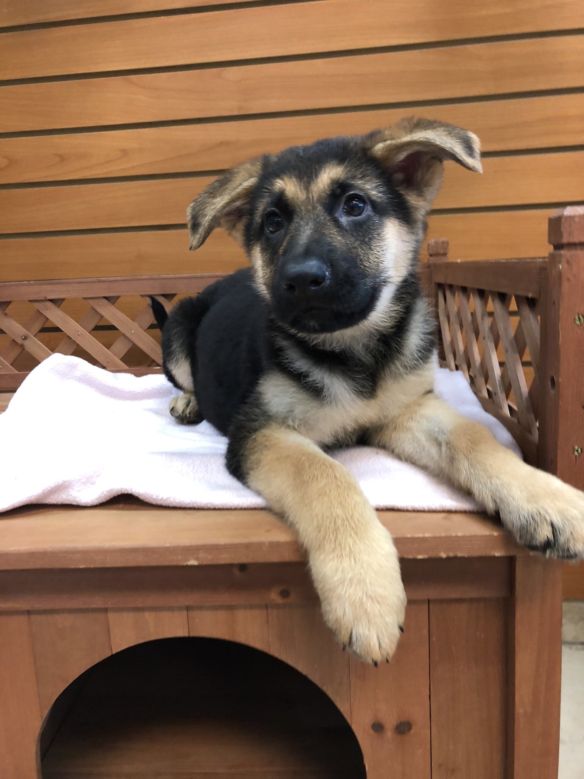 Lil Rascals Pet Store Fort Myers, FL