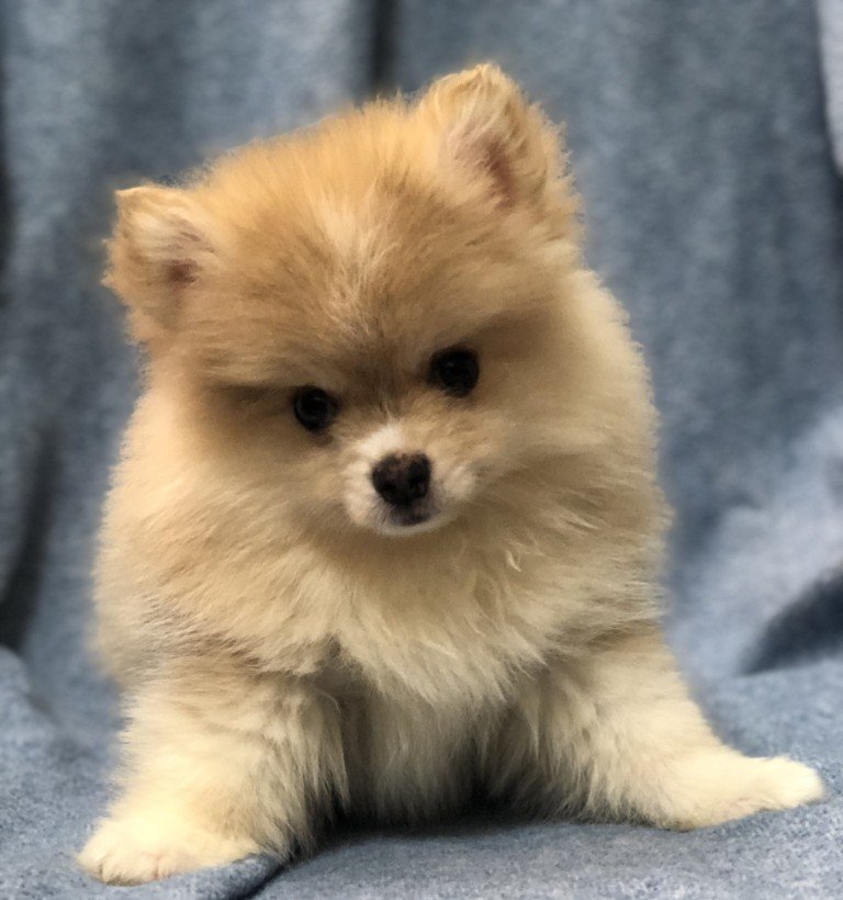 Lil Rascals Pet Store Fort Myers, FL