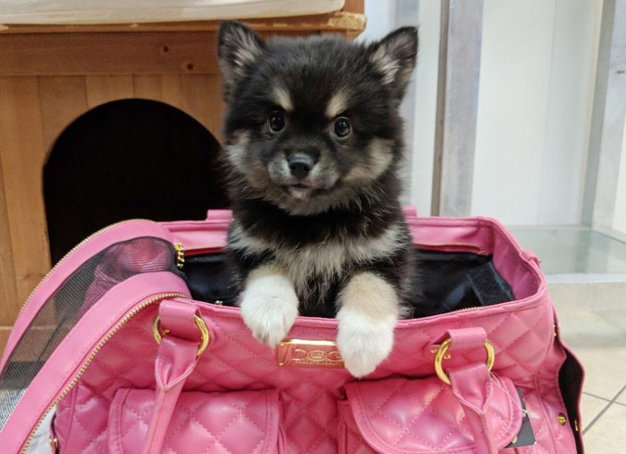 Lil Rascals Pet Store Fort Myers, FL