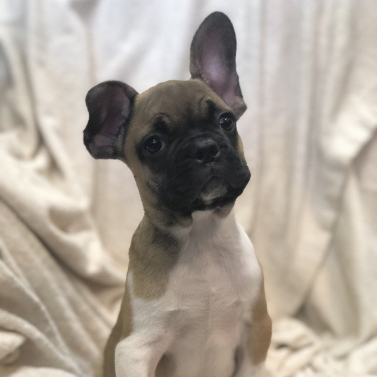 Lil Rascals Pet Store Fort Myers, FL