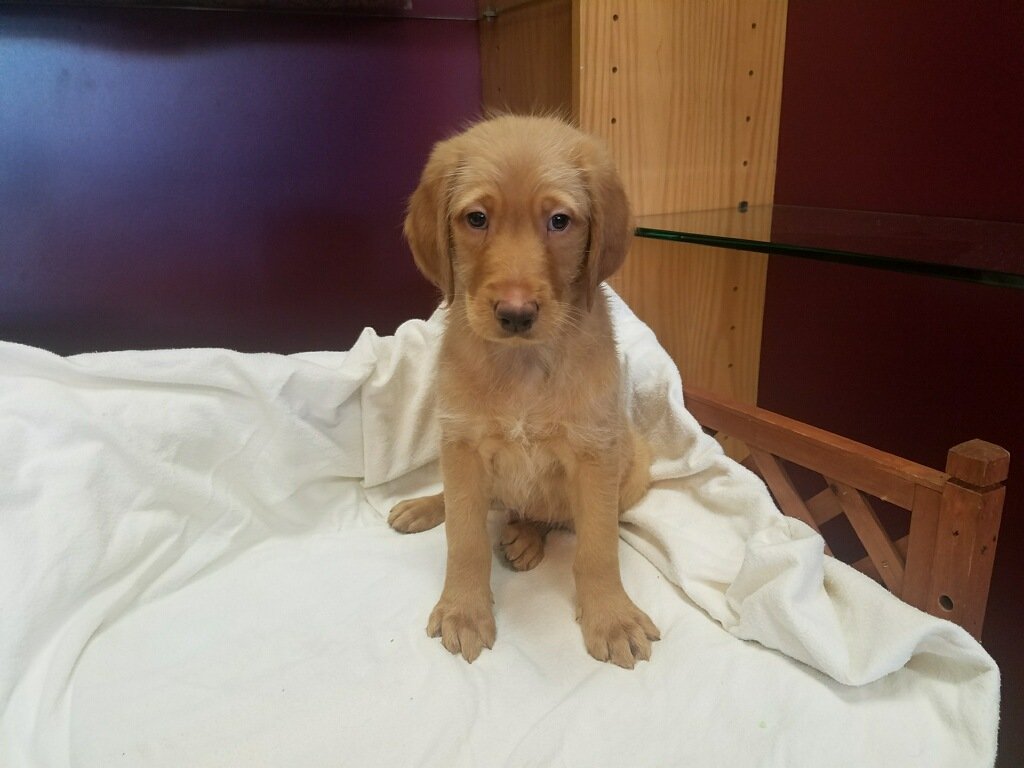 Lil Rascals Pet Store Fort Myers, FL