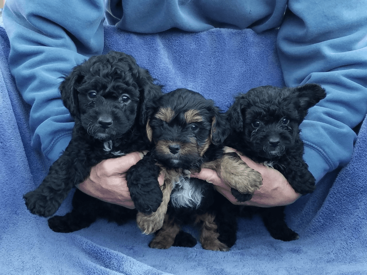 Lil Rascals Pet Store Fort Myers, FL