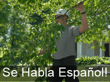 Tree Surgeons Colchester