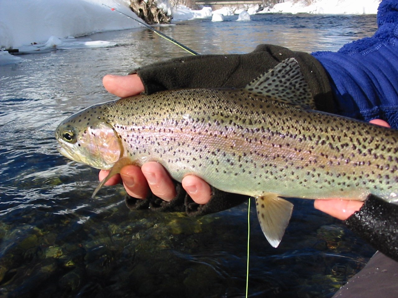 Winter Fly Fishing Guided Fishing Trips Ketchum, ID