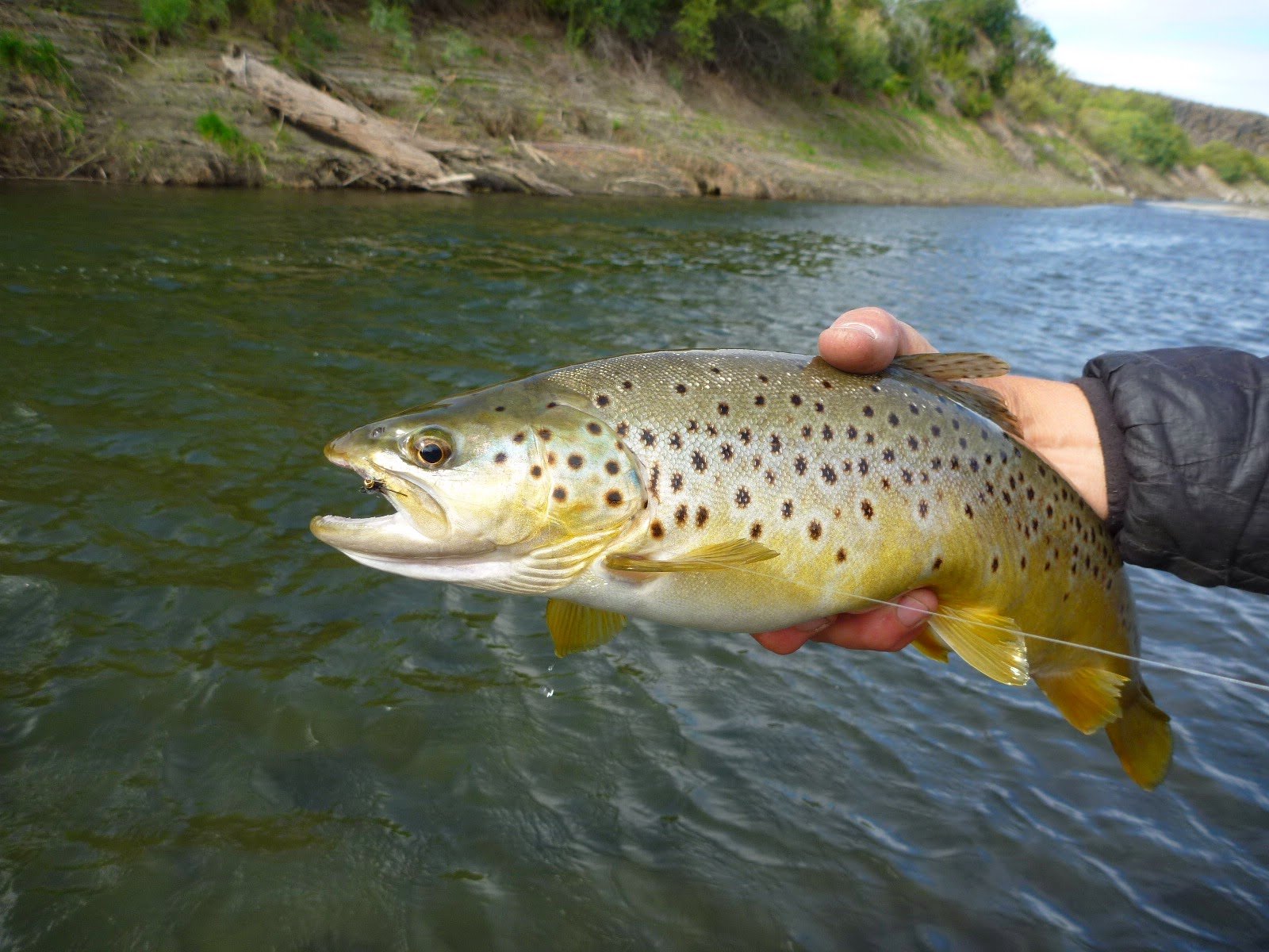 Lost River Outfitters Fly Fishing Ketchum, ID