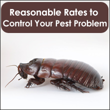 Exterminator Services - Qulin, MO - Baker's Termite & Pest Control