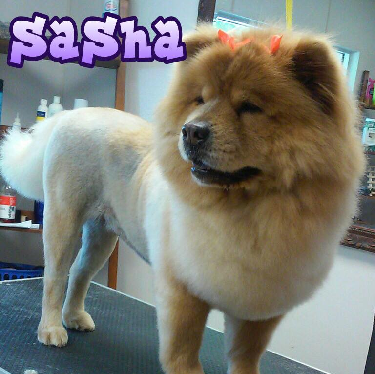 Dog Spot Hotel Pet Boarding Melbourne, FL