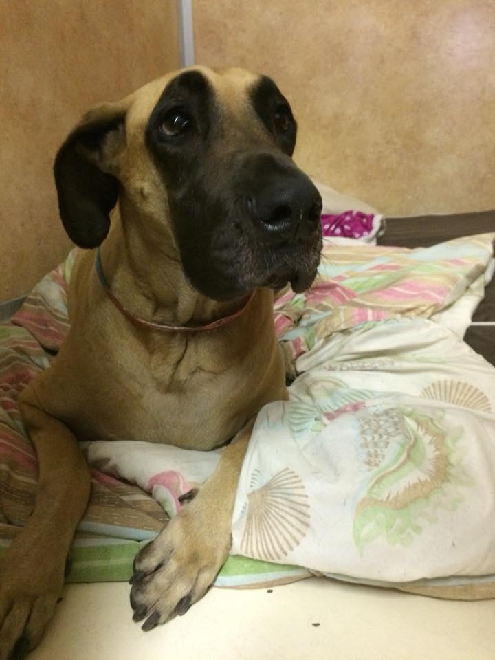 Dog Spot Hotel Photo Gallery Melbourne, FL