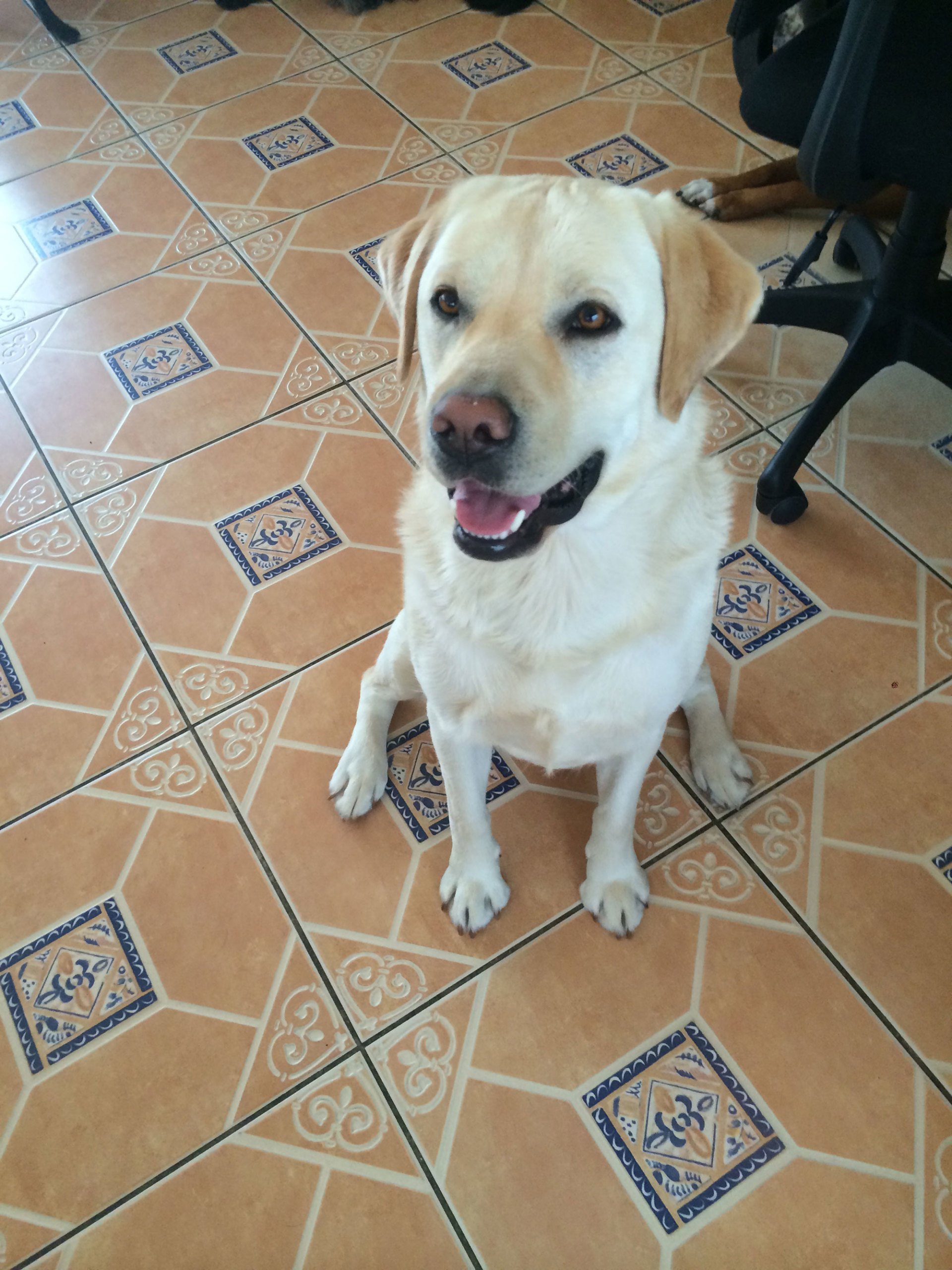 Dog Spot Hotel Photo Gallery Melbourne, FL